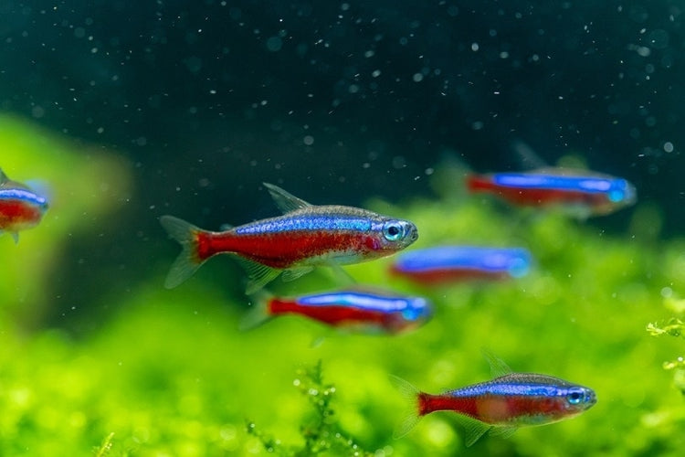 Freshwater Tetra