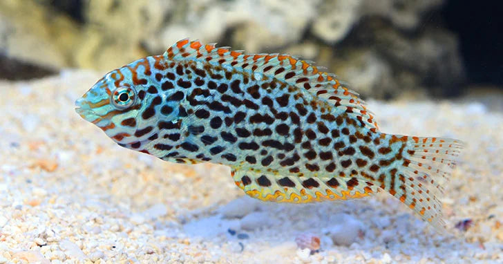 Marine Wrasse