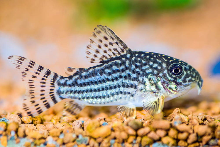 Freshwater Cory