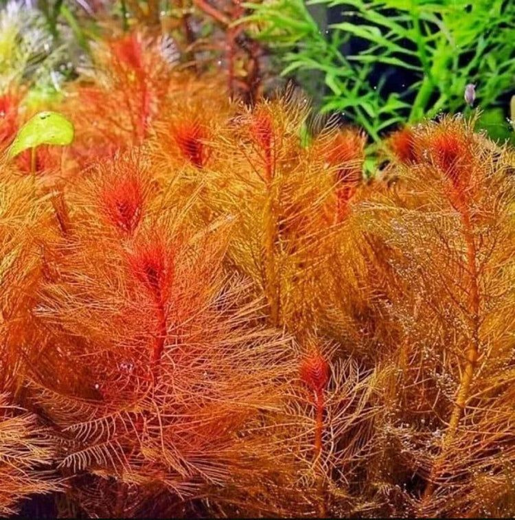 Middle ground plant