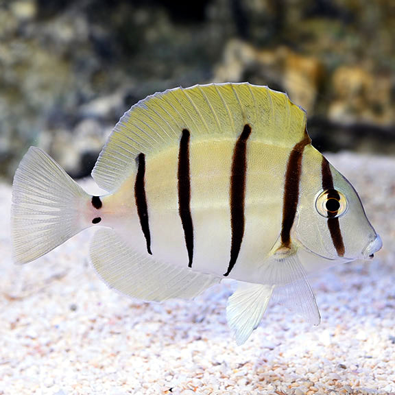 Tangs