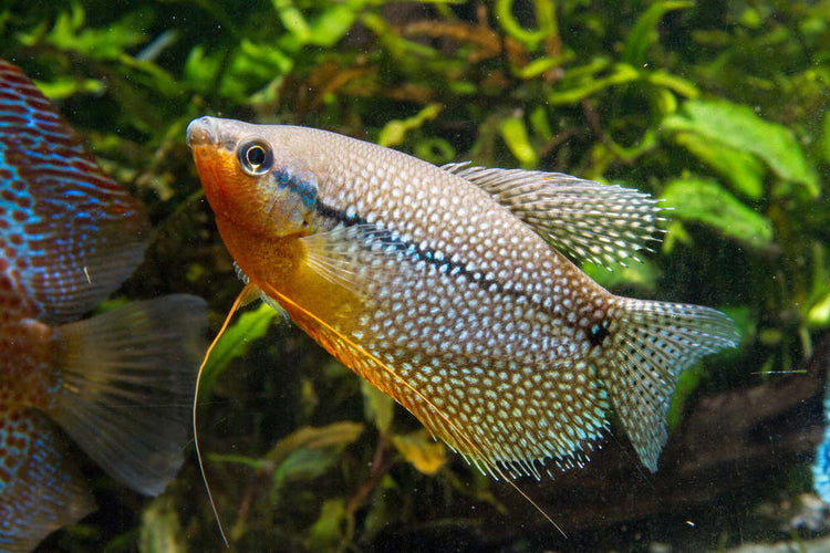 Freshwater Gourami