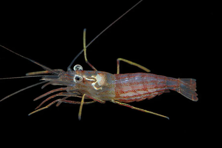 Marine Shrimp