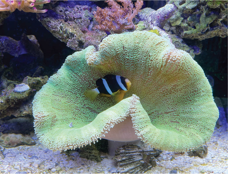 Striped Carpet Anemone