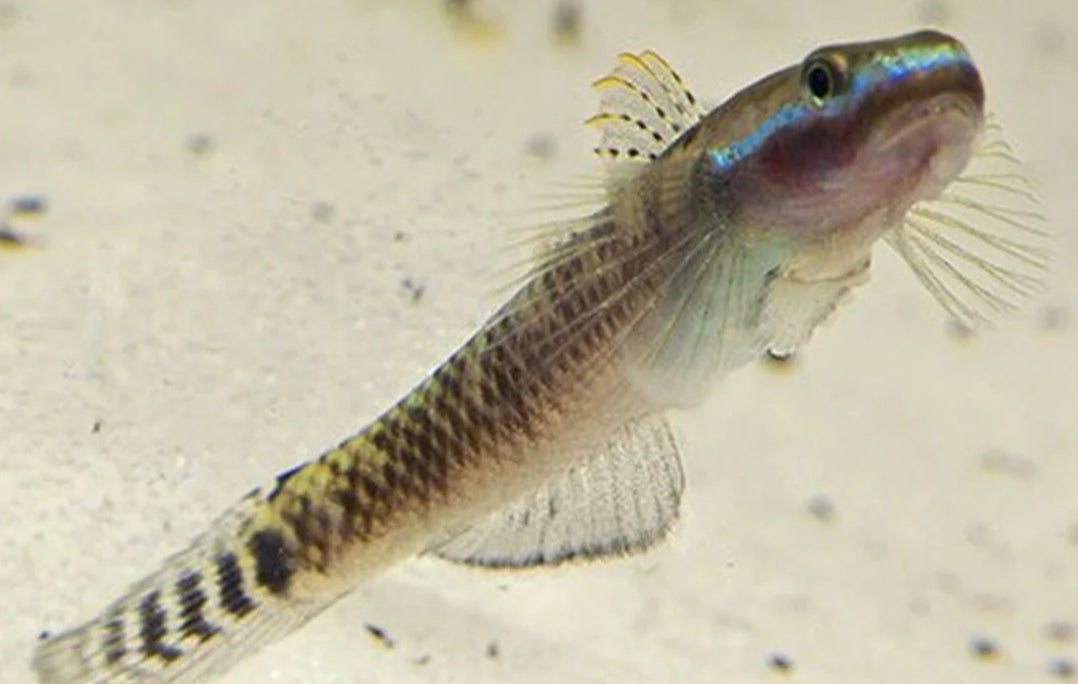 Elegant Stiphodon Goby (Male)