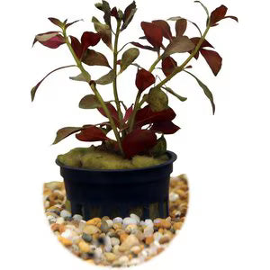 HydrOasis™ Ludwigia Dark Red Submerged Potted