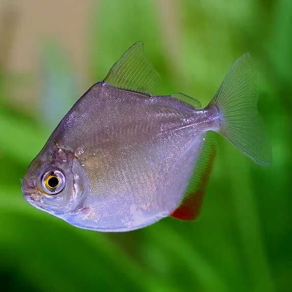 Silver Dollar Tetra