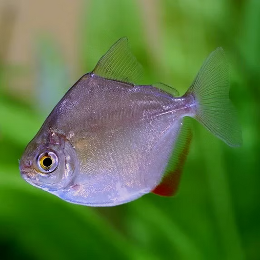 Silver Dollar Tetra