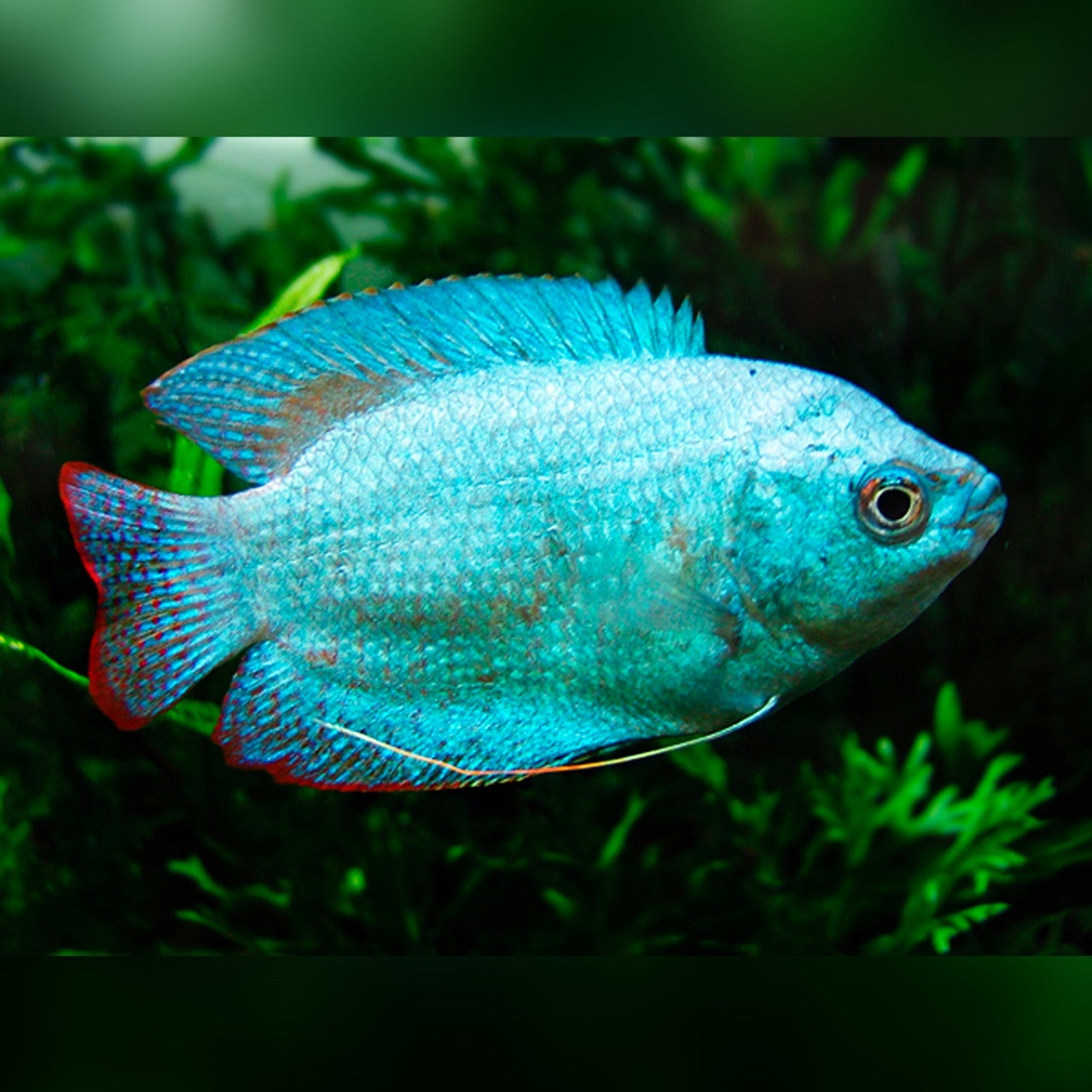 Assorted Fancy Dwarf Gourami - Male