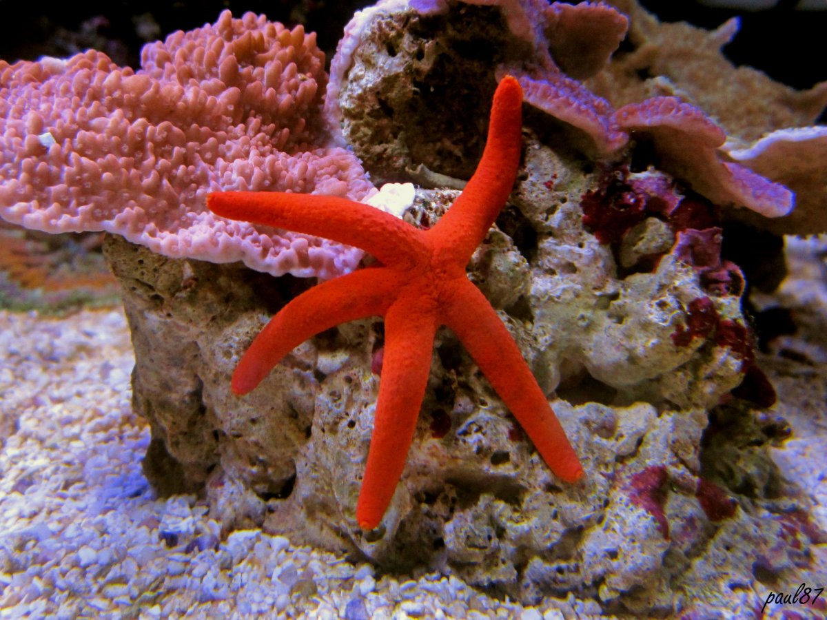 Red Linckia Starfish