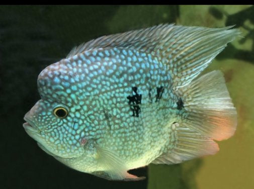 Cichlid - Balloon Green Texas