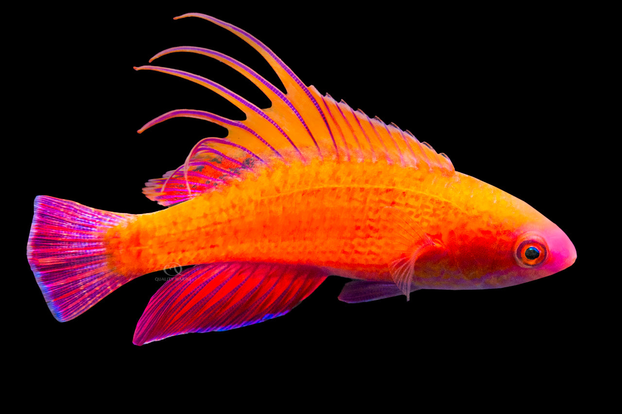 Line Spot Flasher Wrasse