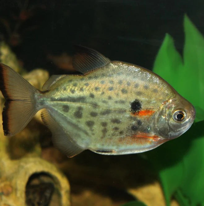 Spotted Silver Dollar Tetra