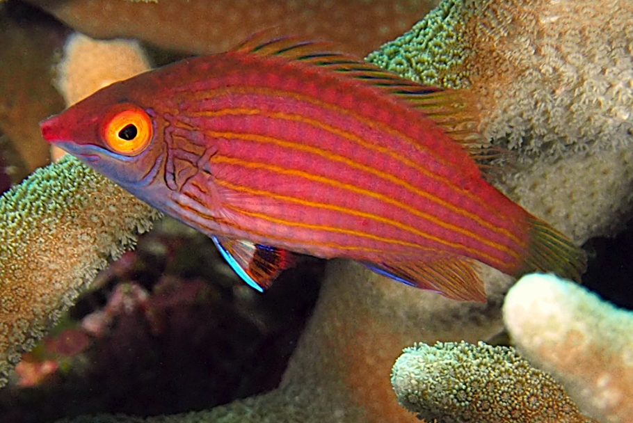 Pink Streaked Wrasse