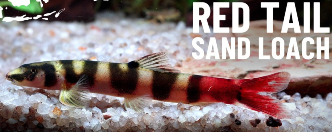 Redtailed Sand Loach