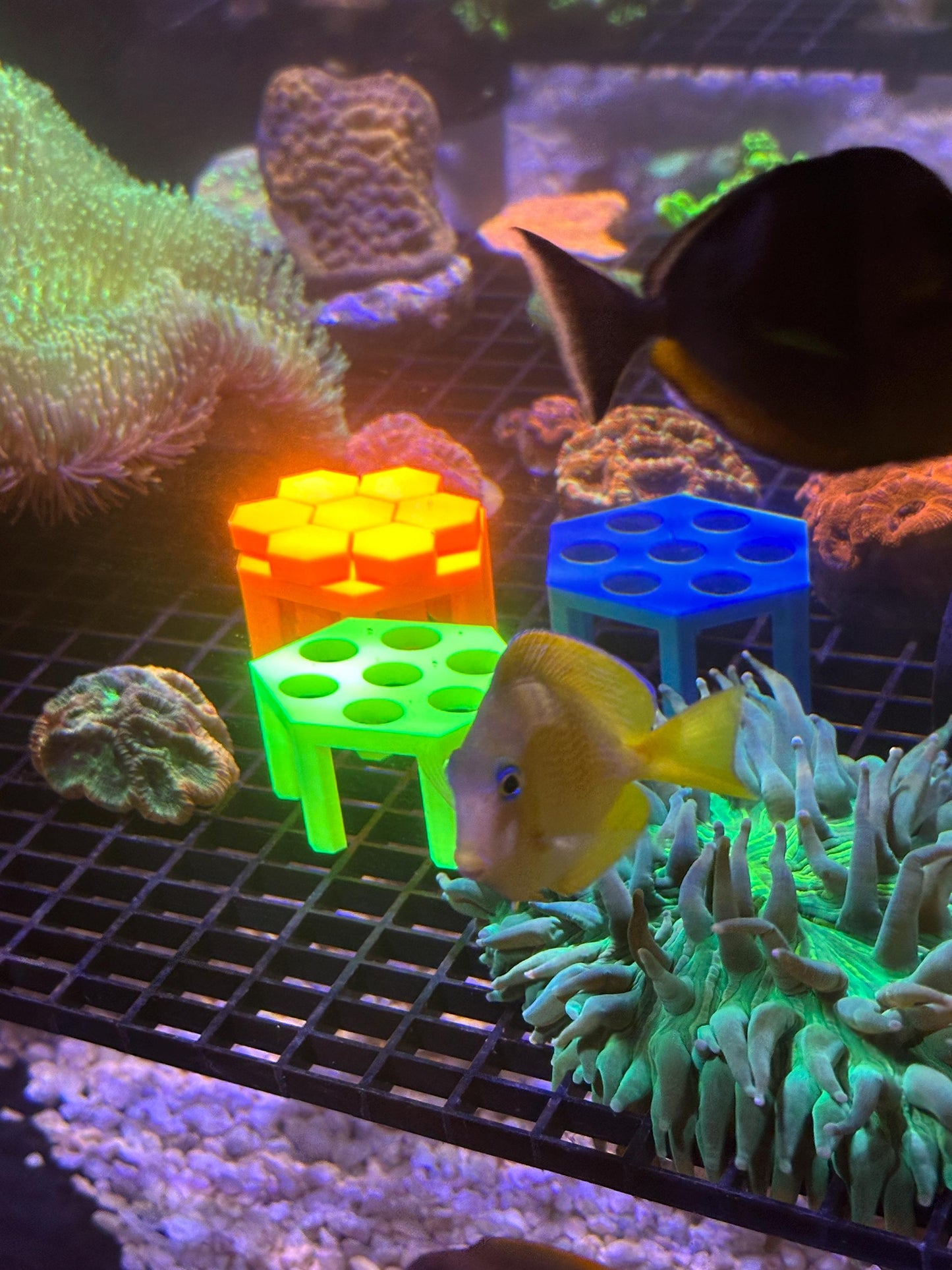 Frag rack for easy propagation of coral