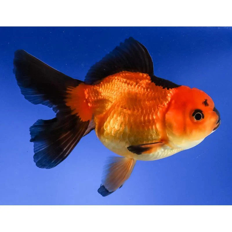 Red and Black Oranda Goldfish