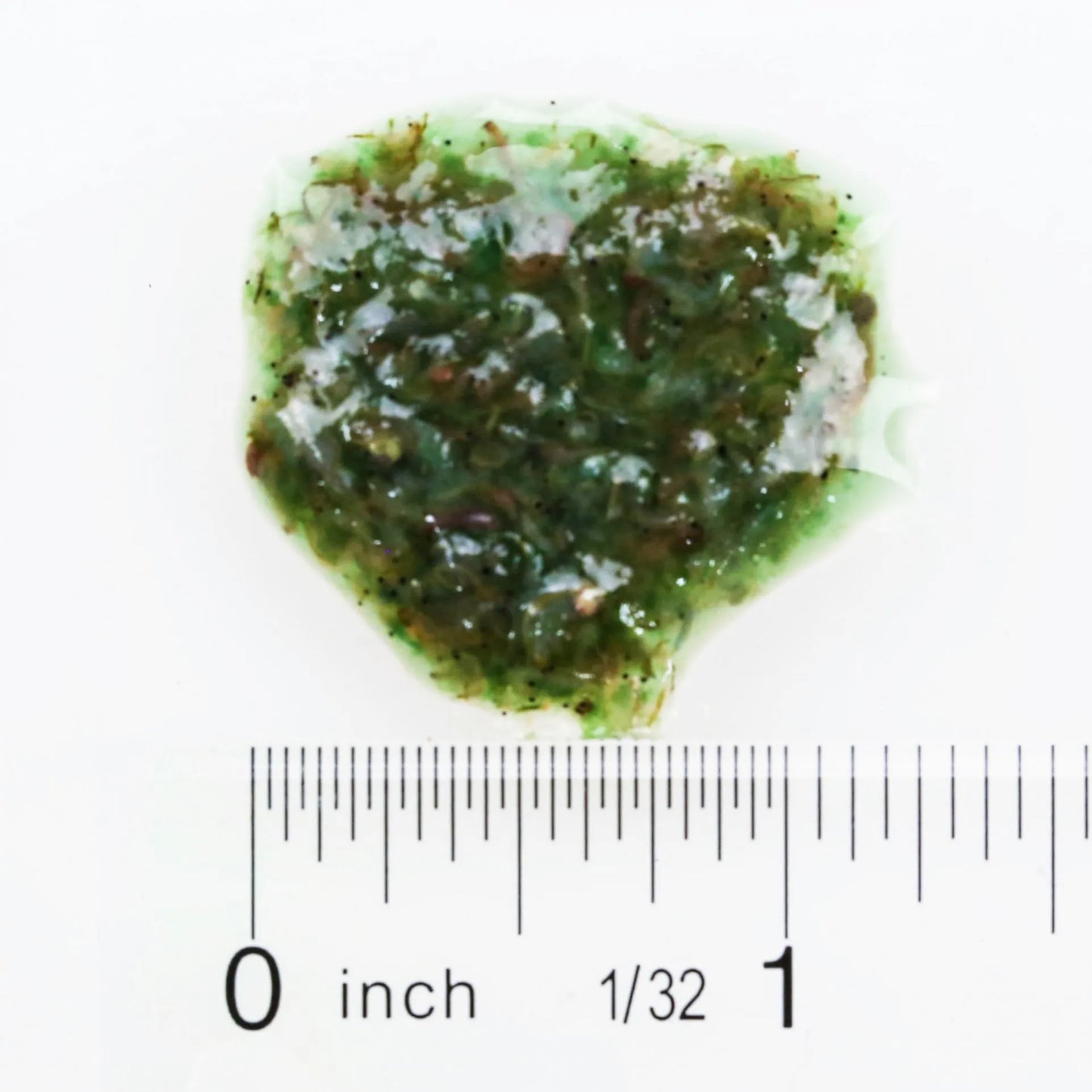 Hikari Bio-Pure Frozen Spirulina Brine Shrimp 3.5oz blister pack