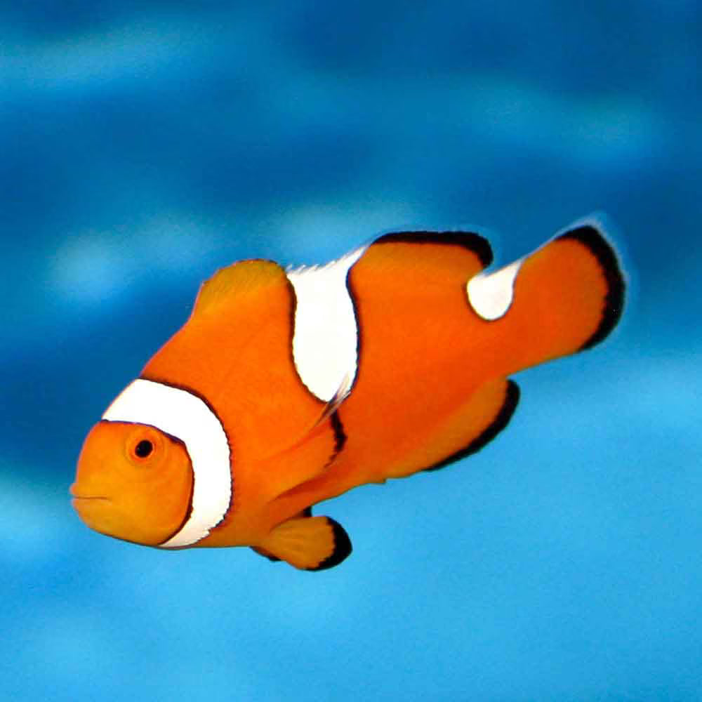 Misbar Percula Clownfish