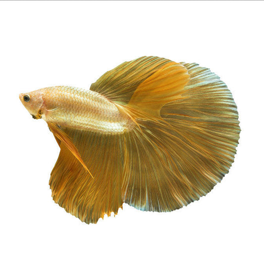 24k Gold Betta - Male