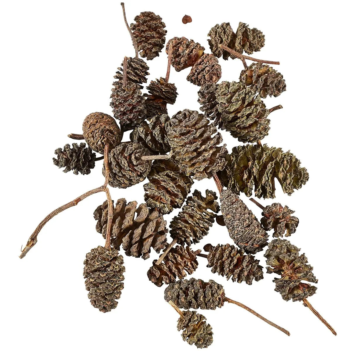 Liquid Gardens Alder Cones 25ct