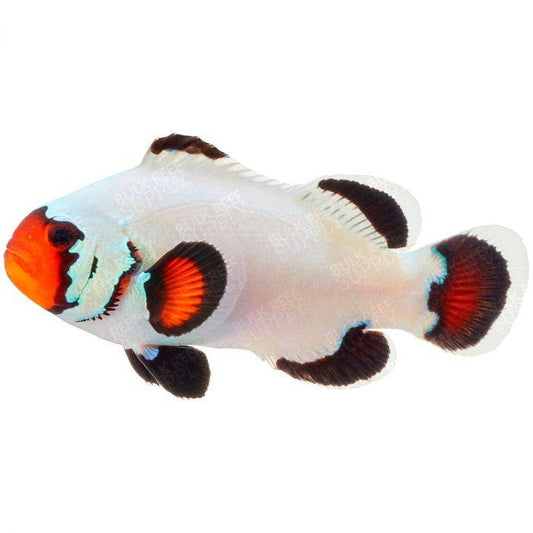 Flurry Ocellaris Clownfish Tank Raised