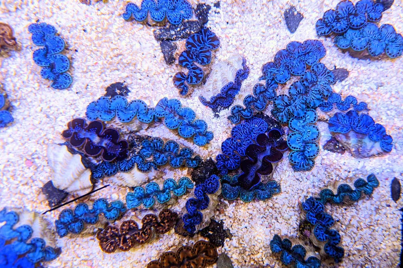 Maxima Clam - Aquacultured - Ultra Grade
