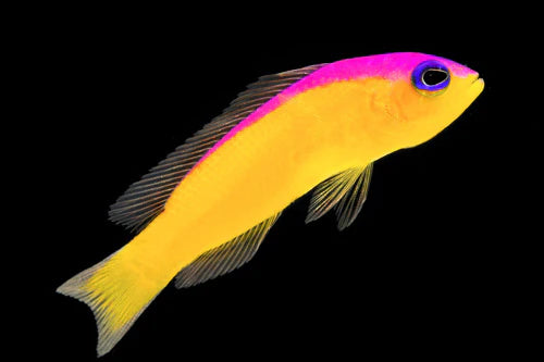 Purple Stripe Dottyback