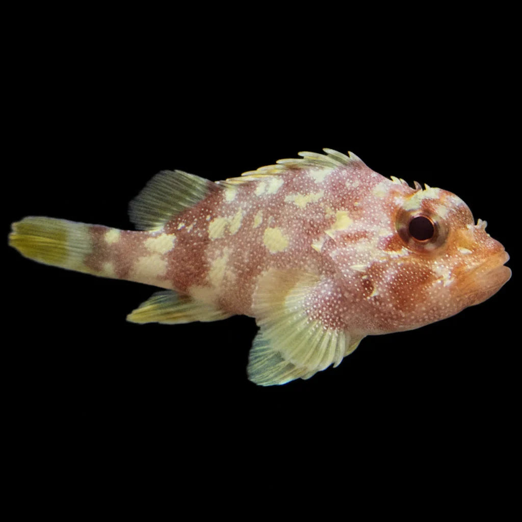 Yellow Spotted Scorpionfish