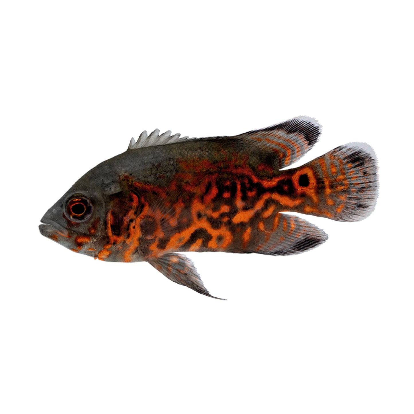 Tiger Oscar
