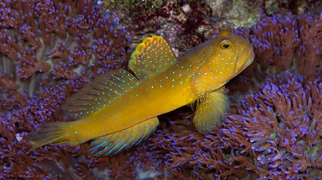 Yellow Watchman Goby