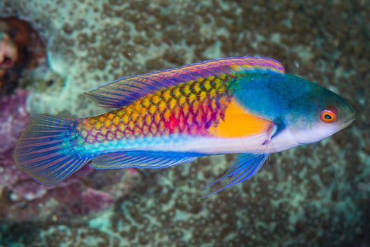 Yellow Flank Fairy Wrasse