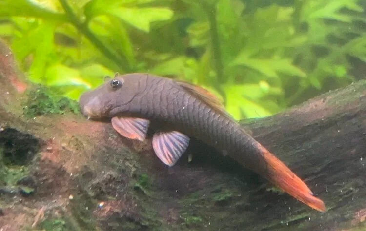 Bloodfin Bulldog Pleco L276