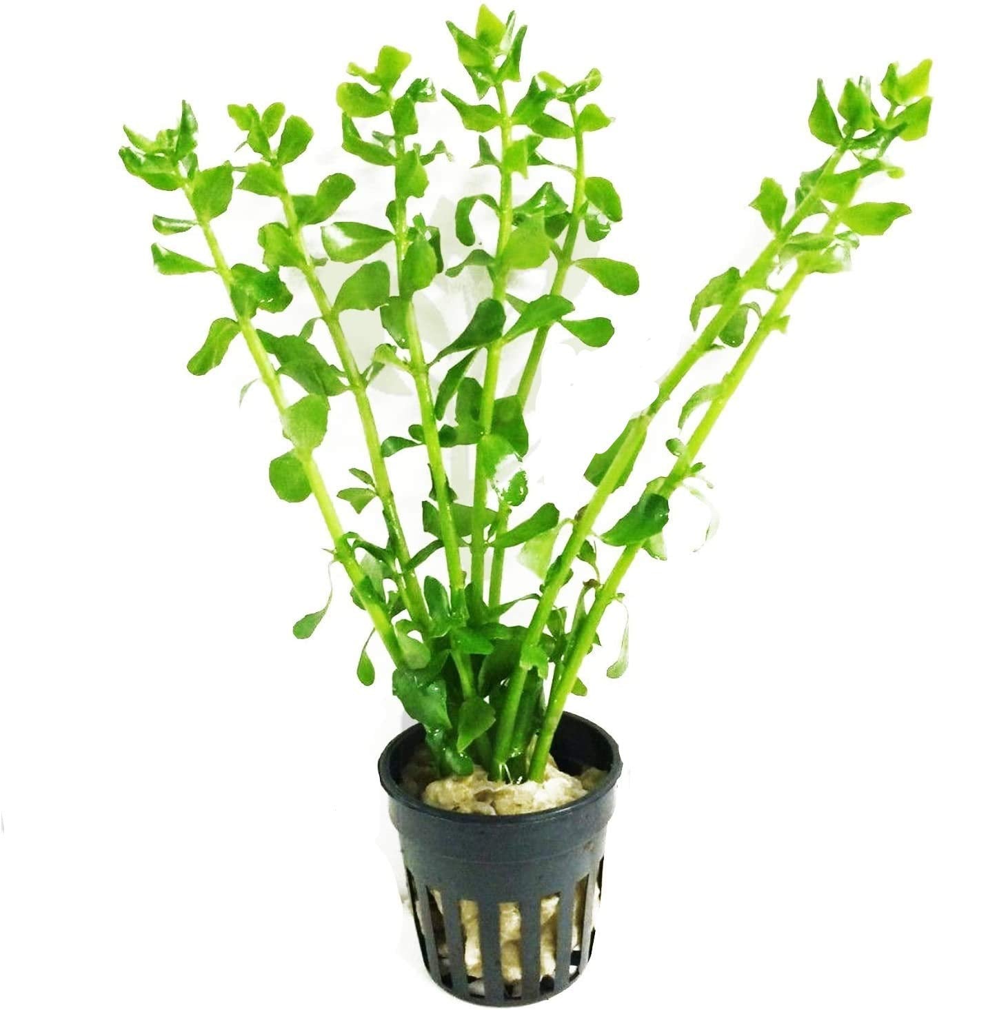 Moneywort - Potted