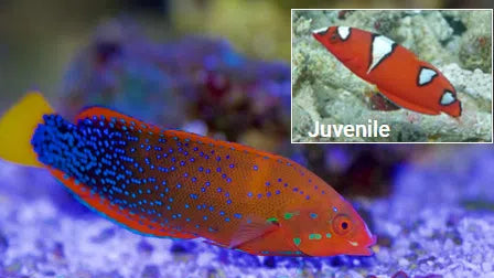Red Coris Wrasse - Juvenile