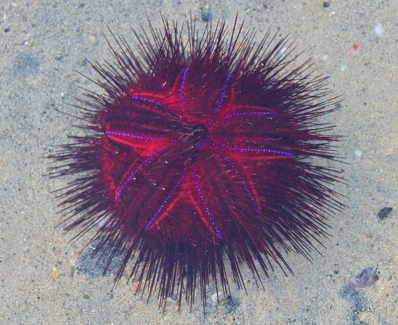 Rainbow / Fire Urchin