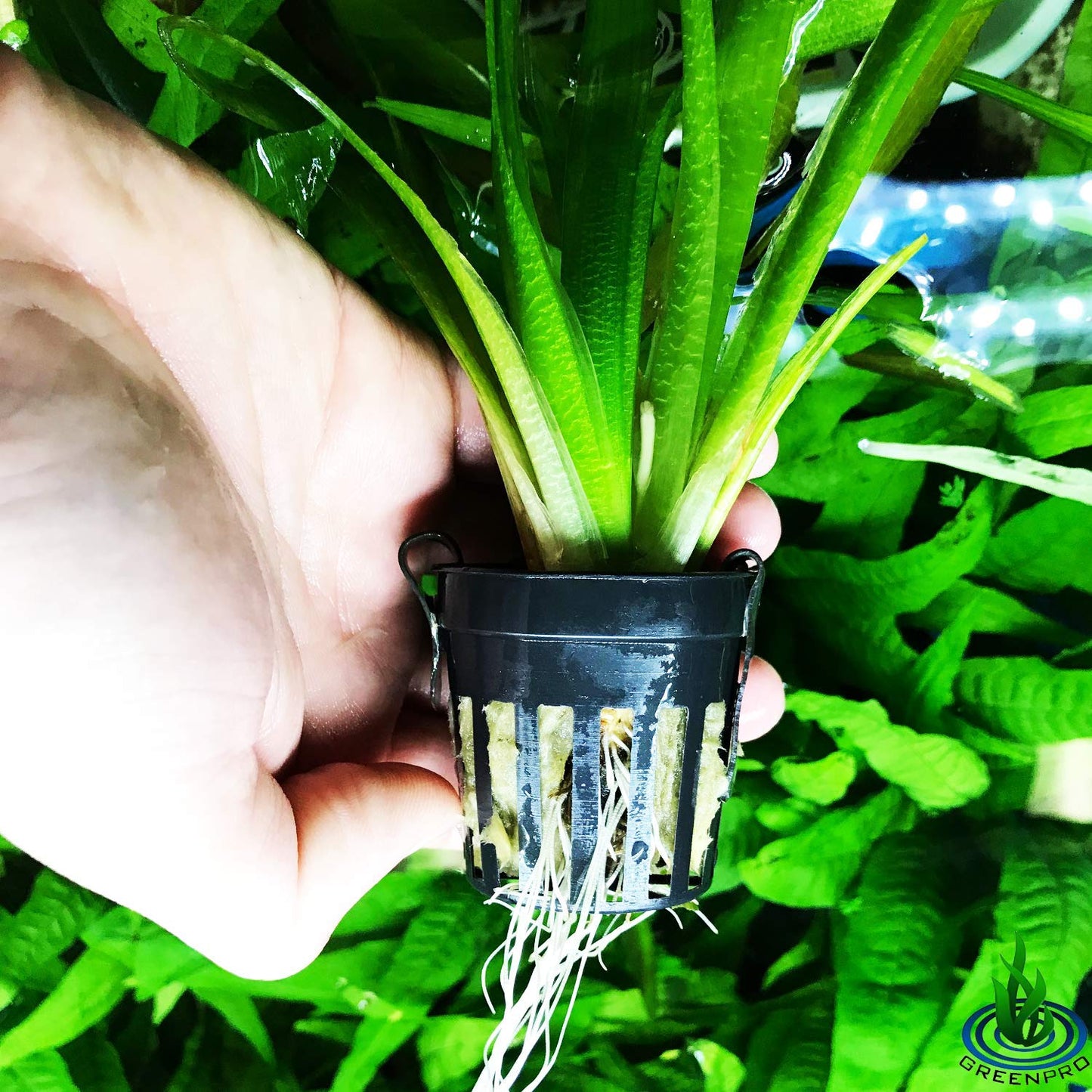 HydrOasis® Jungle Vallisneria Submerged Potted
