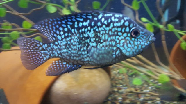Cichlid - Escondido Carpintis