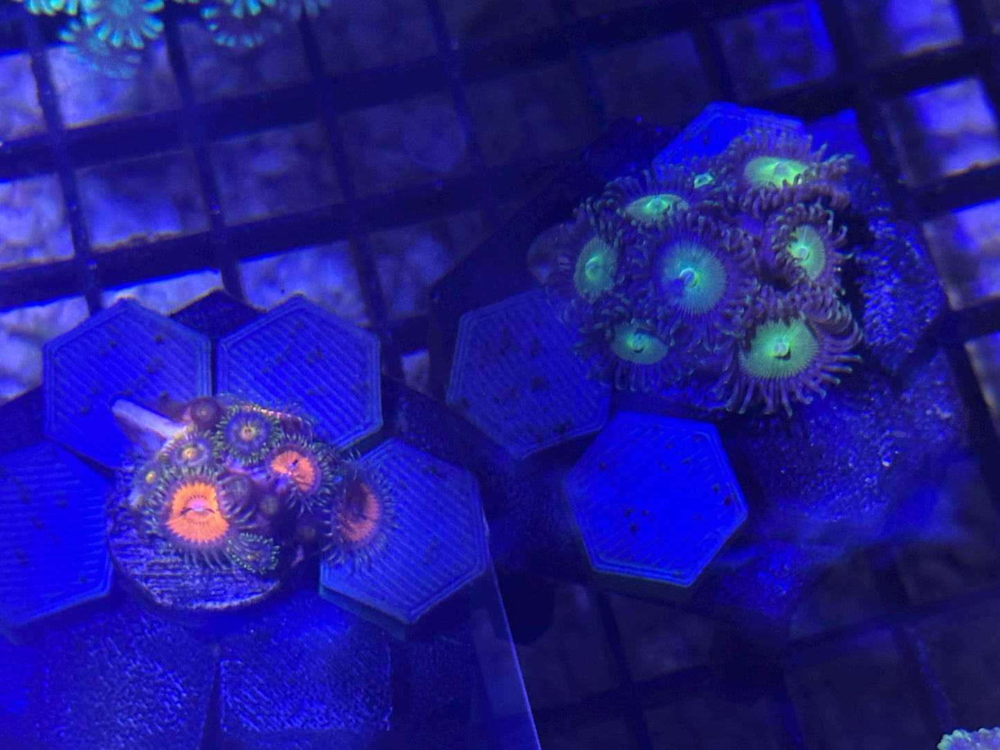 Frag rack for easy propagation of coral