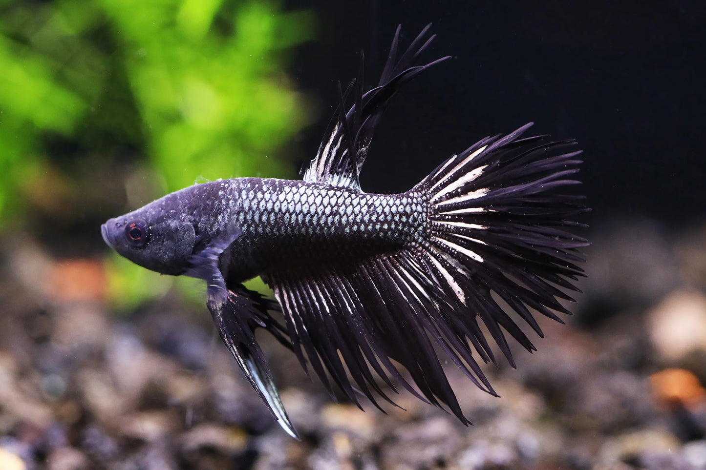 Black Orchid Crowntail Betta - Male