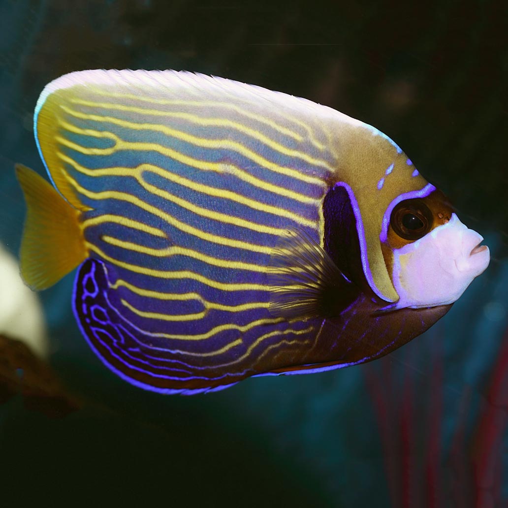 Adult Coloration
