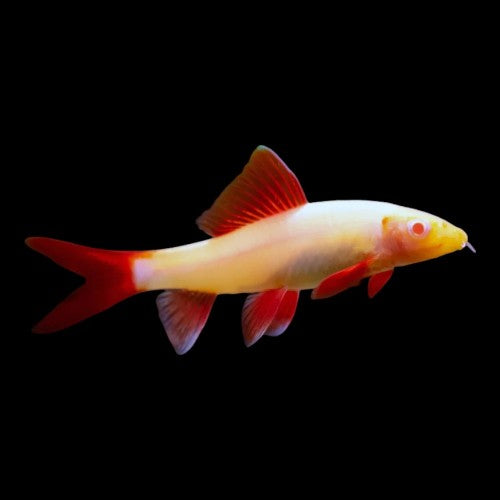 Albino Rainbow Shark