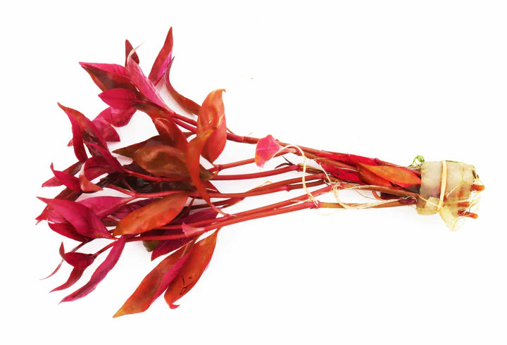 Alternanthera Reineckii (Scarlet Temple)