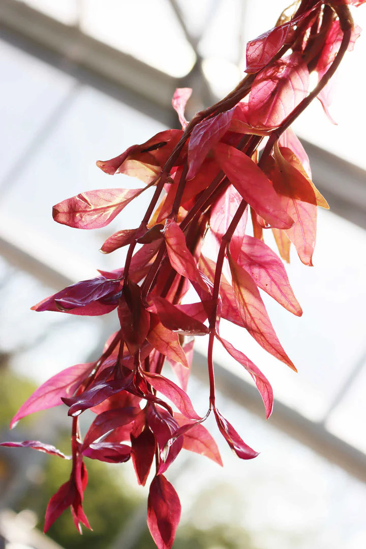 Alternanthera Lilacina (Purple Scarlet Temple)