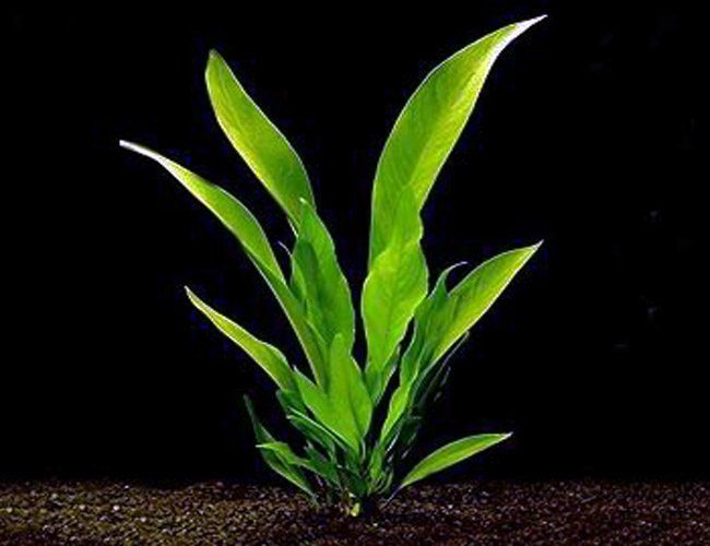 Anubias Frazeri - Potted - 🟢 EASY