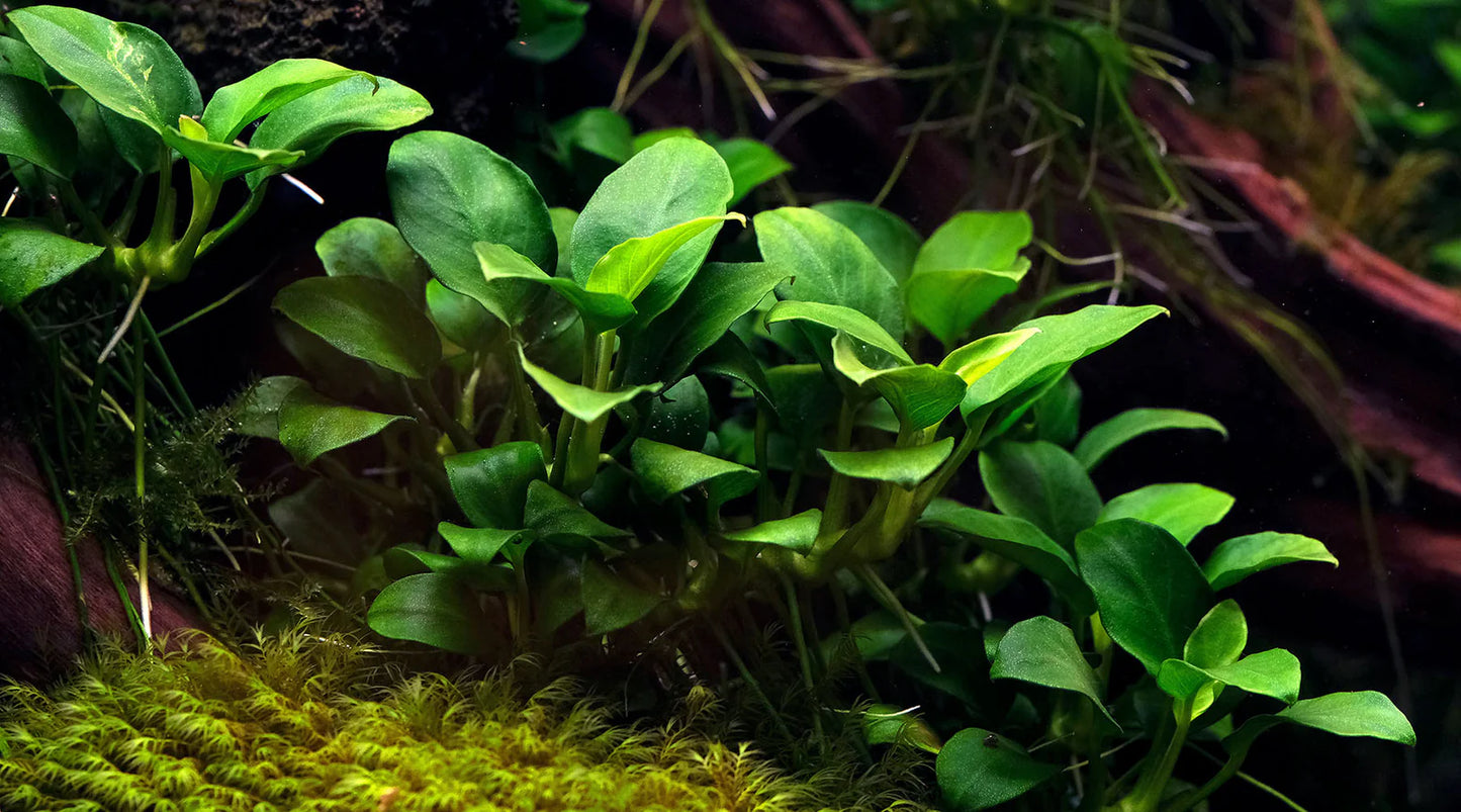 Anubias Nana - Potted - 🟢 EASY