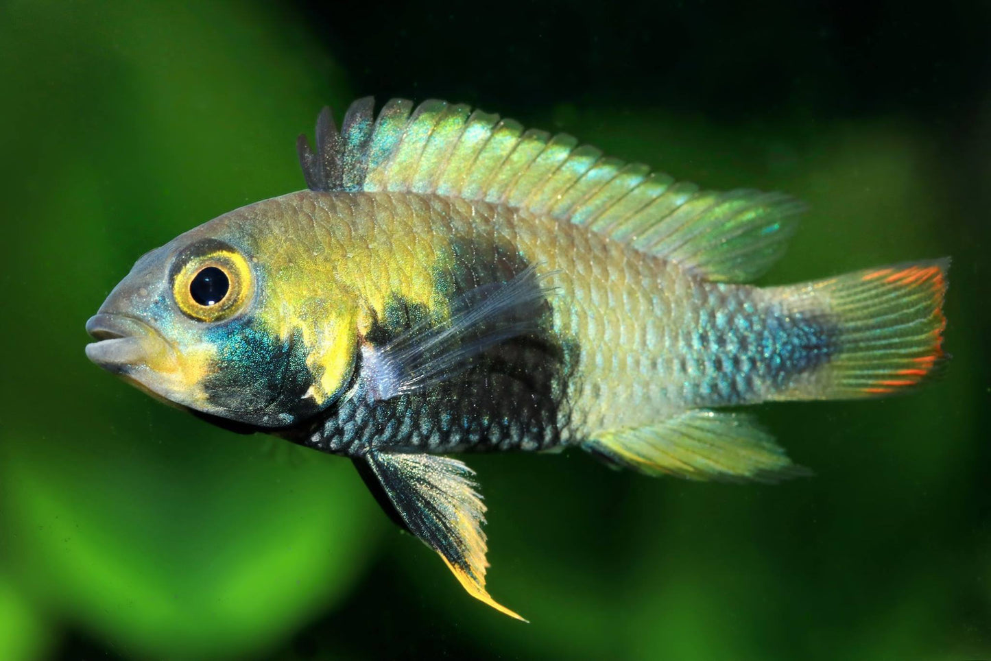 Blue Panda Dwarf Cichlid (Apistogramma panduro/pandurini)