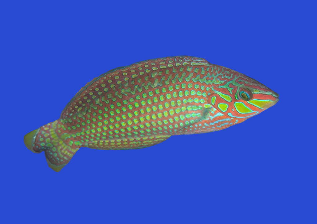 Argus Wrasse