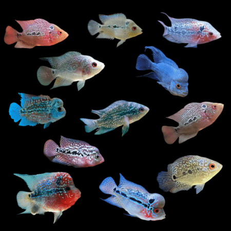 Cichlid - Assorted Flowerhorns