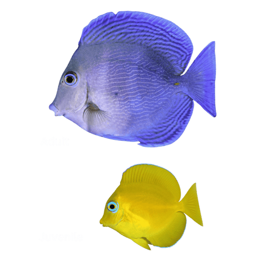 Atlantic Blue Tang